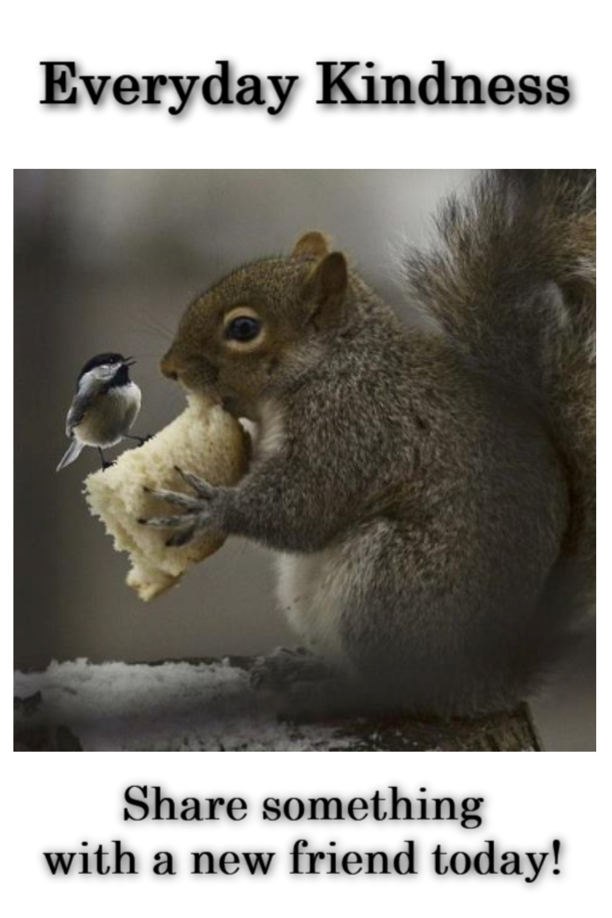 kindness between squirrel & bird